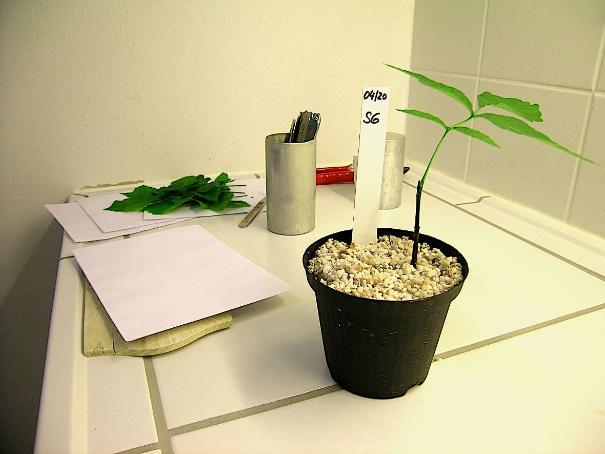 Eine Jungpflanze aus Samenvermehrung steht im Topf auf einem Tisch